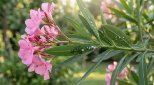 Ramo di oleandro con fiori rosa e presenza di insetti sulle foglie